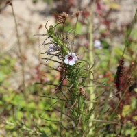 Parasopubia delphiniifolia (L.) H.-P.Hofm. & Eb.Fisch.